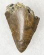 Allosaurus Tooth Tip - Skull Creek Quarry #19363-2